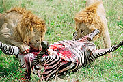 Picture 'KT1_40_26 Lion, Zebra, Tanzania, Serengeti'